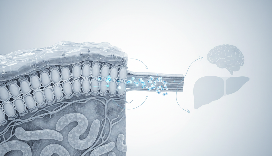 Leaky Gut und Hormongesundheit: Zusammenhang und Messung