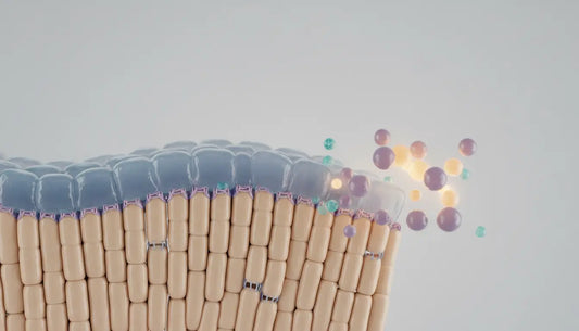 Leaky Gut und Hormongesundheit: Zusammenhang und Messung